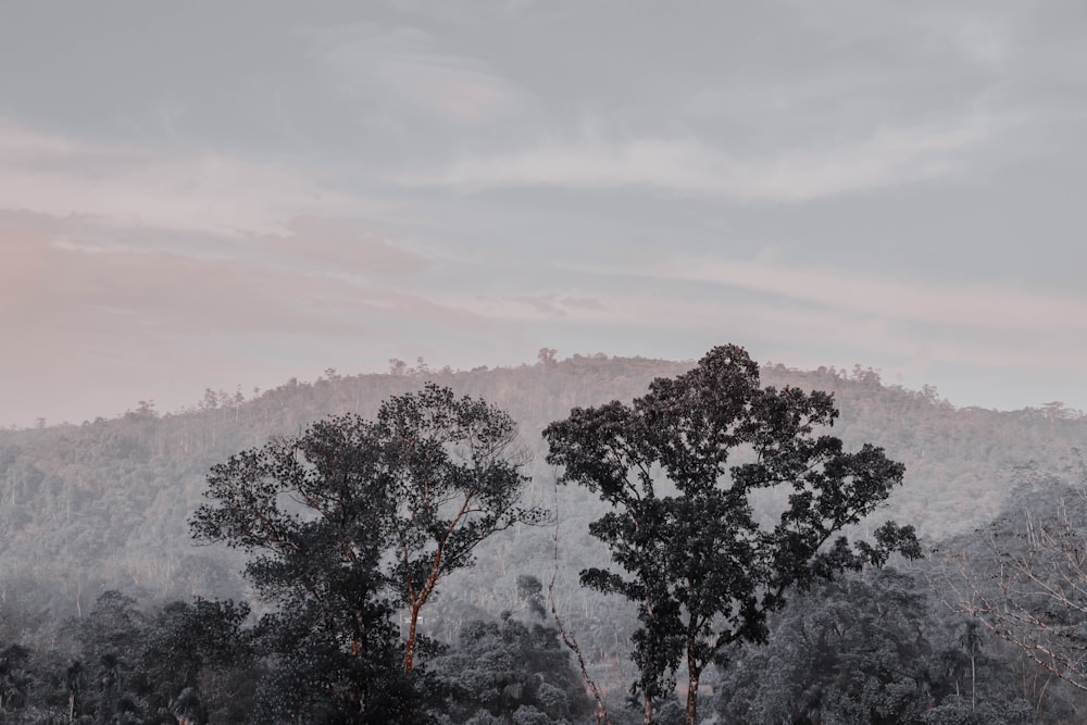 a couple of trees sitting in the middle of a forest