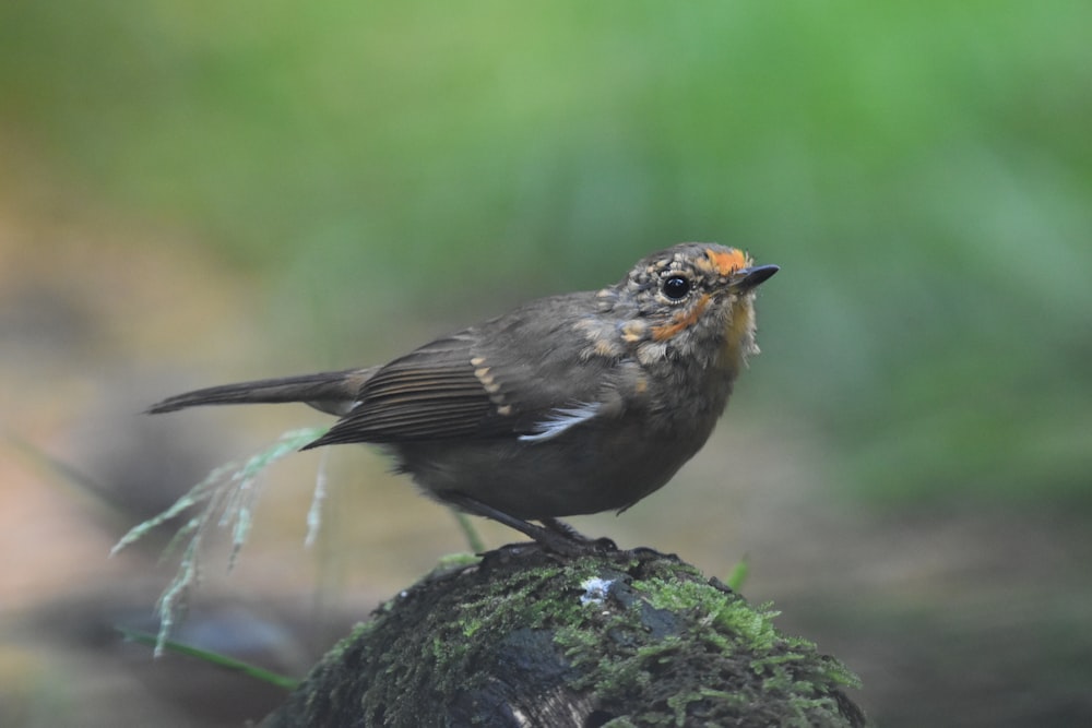 a small bird perched on top of a tree stump