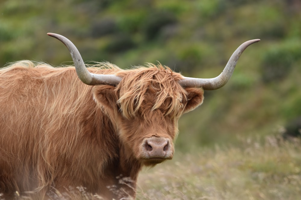 Une vache brune avec de longues cornes debout dans un champ