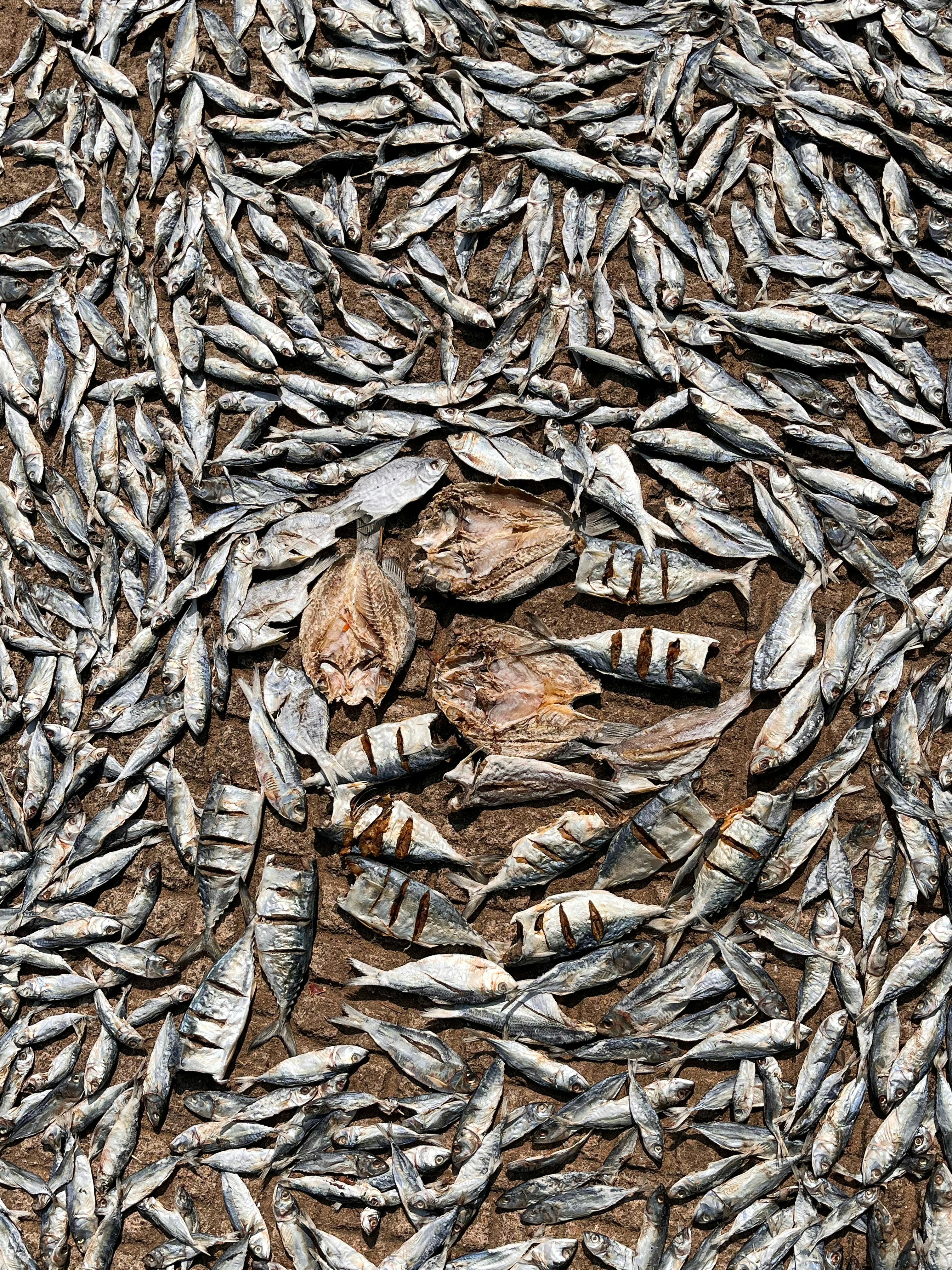 Premium Dried Fish Selection Online