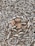A large number of small dried fish are spread out across a surface, forming a textured, intricate pattern. The fish are uniformly positioned, varying slightly in size and orientation, suggesting they are laid out for drying or preservation.