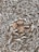 A large number of small dried fish are spread out across a surface, forming a textured, intricate pattern. The fish are uniformly positioned, varying slightly in size and orientation, suggesting they are laid out for drying or preservation.