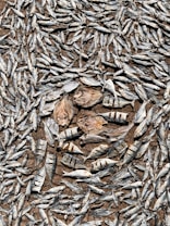 A large number of small dried fish are spread out across a surface, forming a textured, intricate pattern. The fish are uniformly positioned, varying slightly in size and orientation, suggesting they are laid out for drying or preservation.
