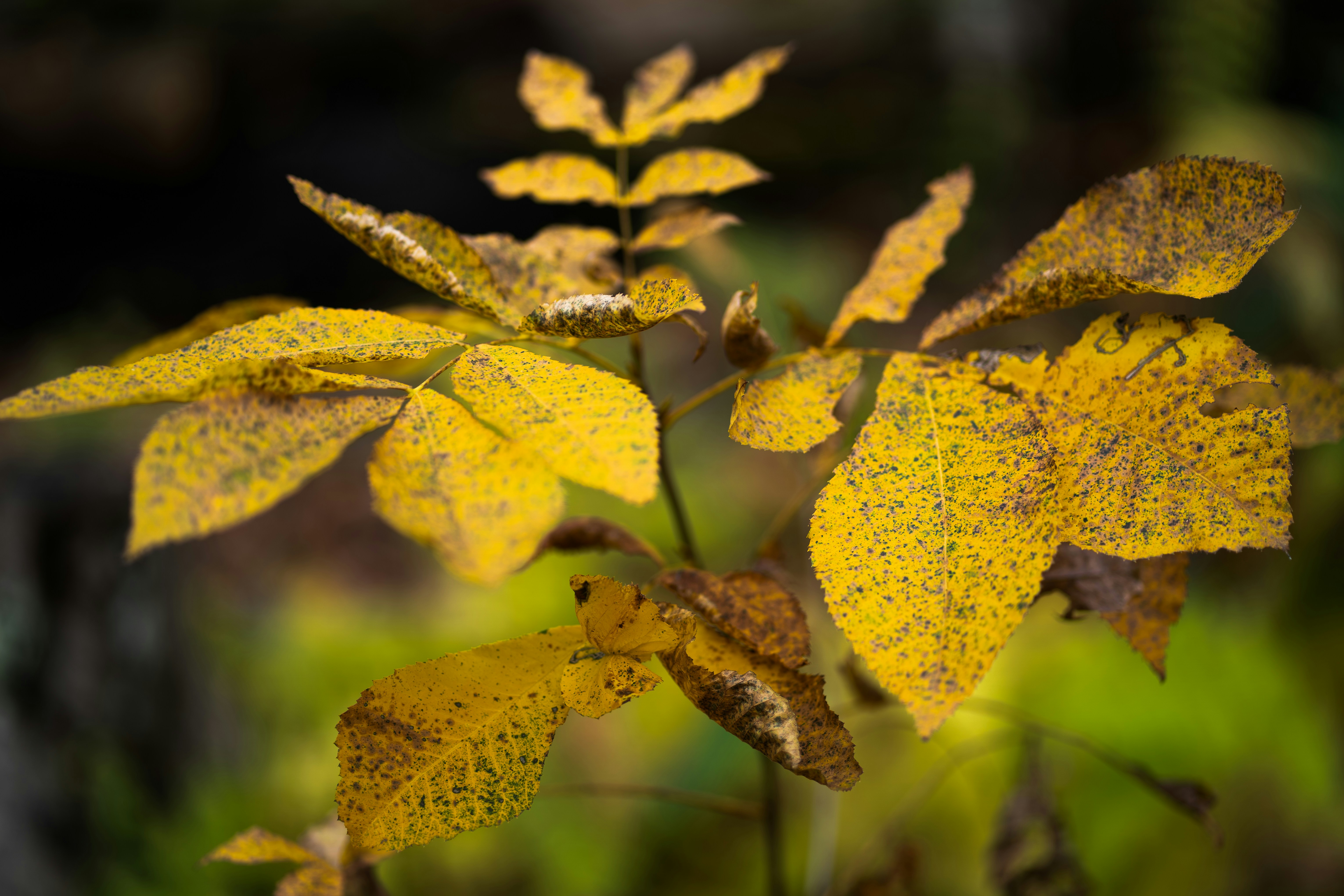 Photo by earl_plannerzone