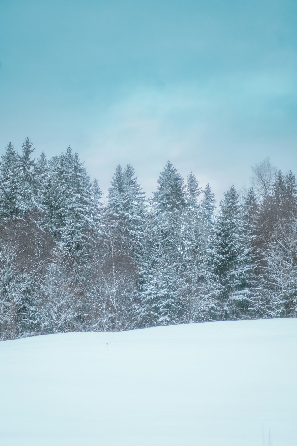 a snow covered field with trees in the background