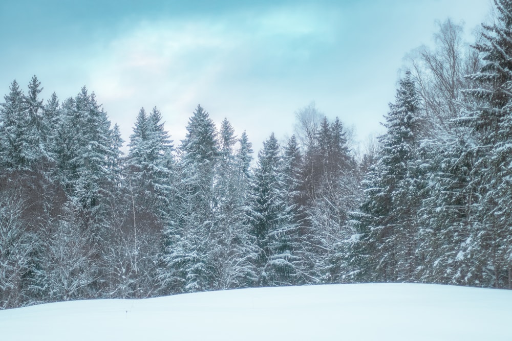 a snow covered field with trees in the background