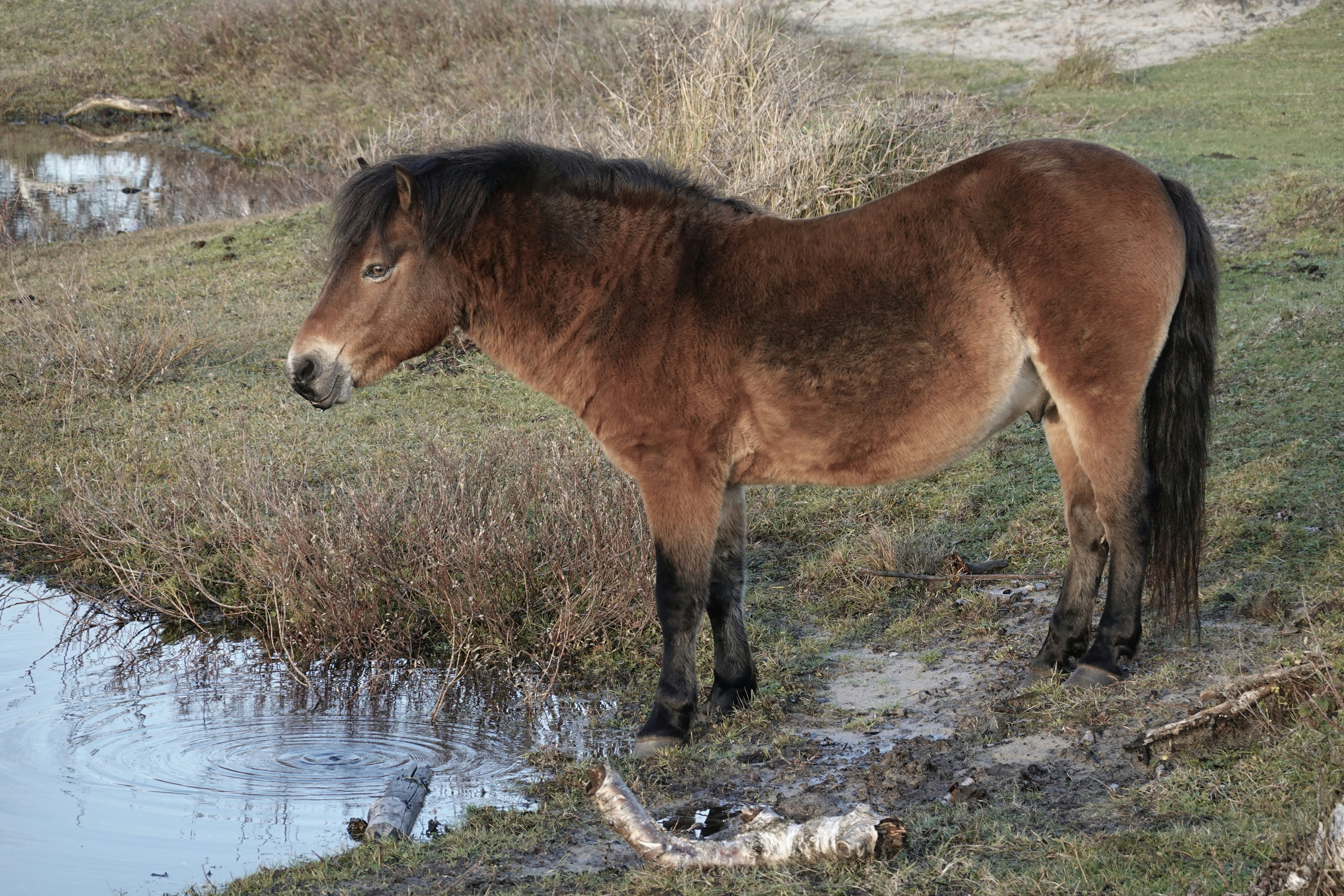 Exmoor pony