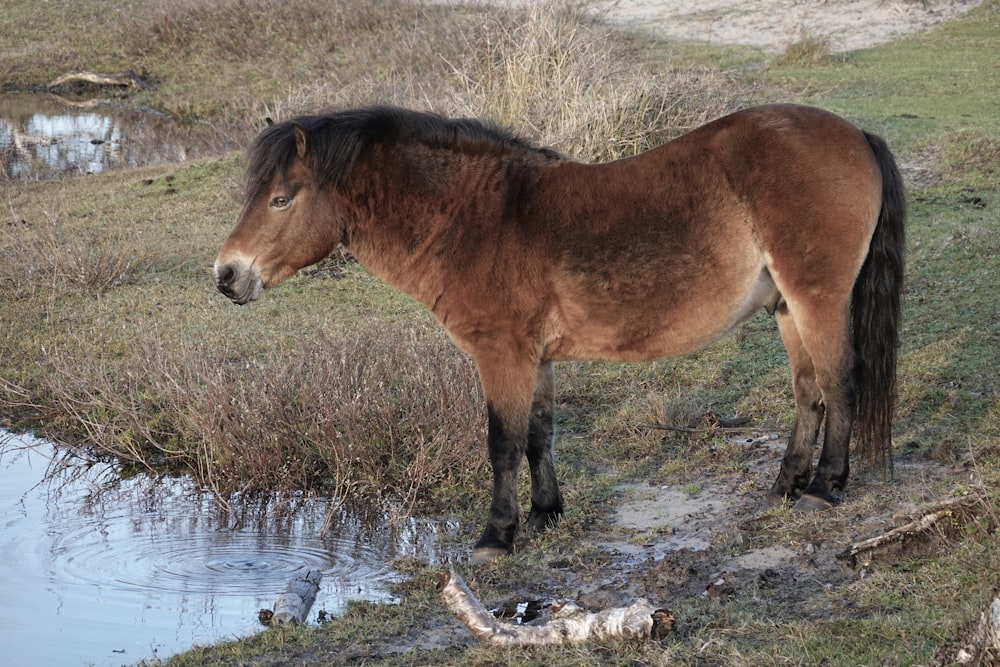 um cavalo marrom em pé em cima de um campo coberto de grama