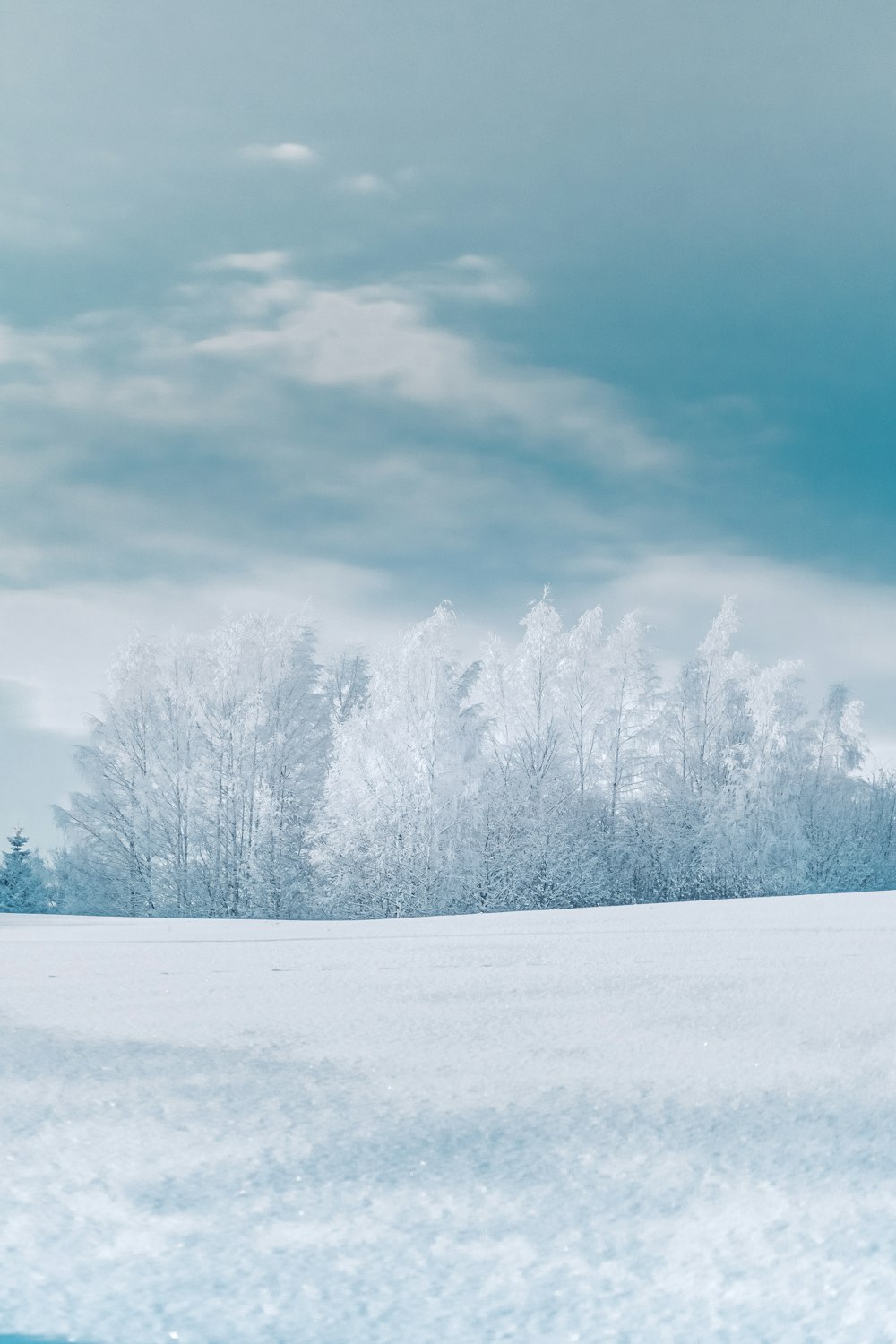 a snow covered field with trees in the background