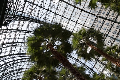 Tall palm trees stretch upwards under a large glass and steel canopy. The structure of the roof creates geometric patterns with its intersecting metal framework. Sunlight filters through the glass, casting a warm glow on the green leaves of the palm trees.