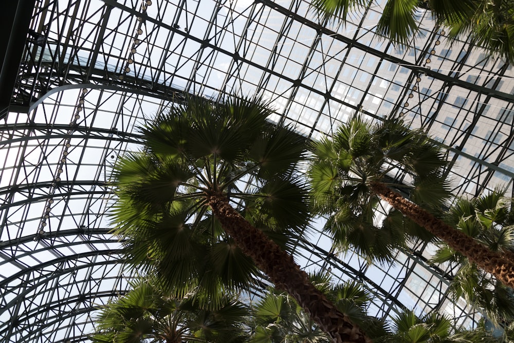 a palm tree inside of a building with a sky background