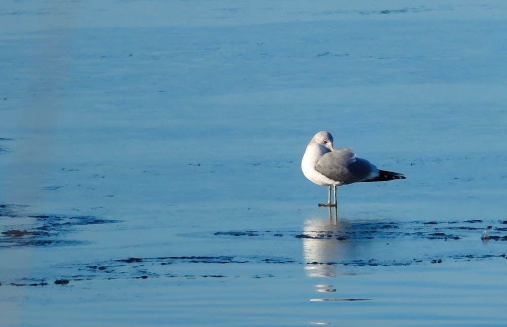 uma gaivota está de pé sobre o gelo na água