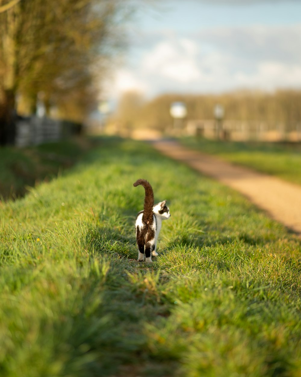 a cat walking down a grass covered road