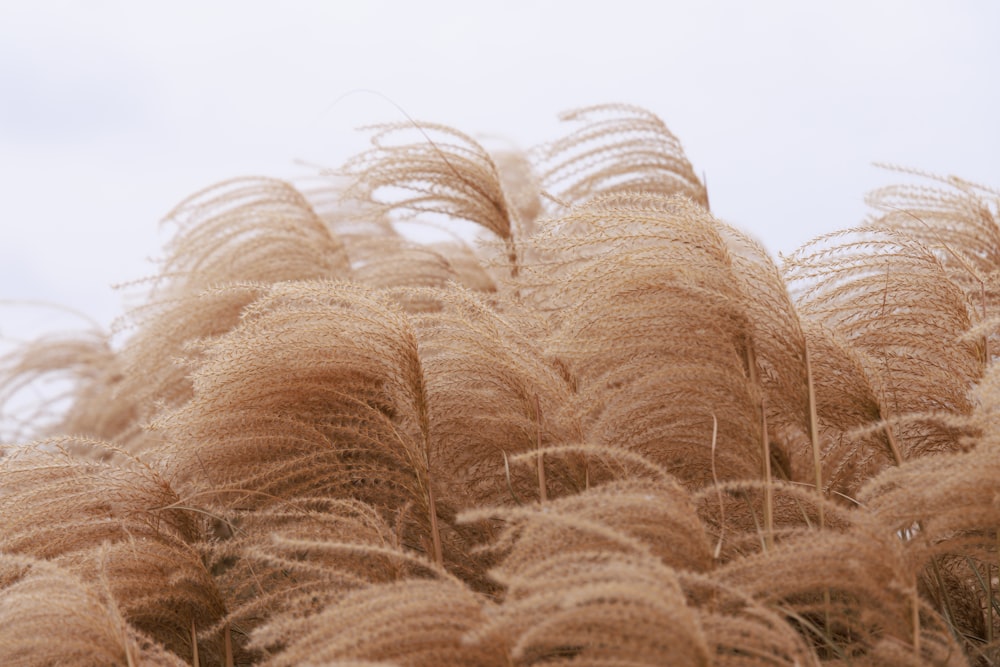 a field of tall brown grass on a cloudy day