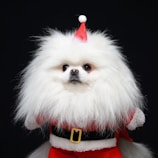 A fluffy white Pomeranian dog is dressed in a red Santa Claus outfit, complete with a small red hat and a black belt with a yellow buckle. The dog looks forward with a calm and cute expression against a black background.