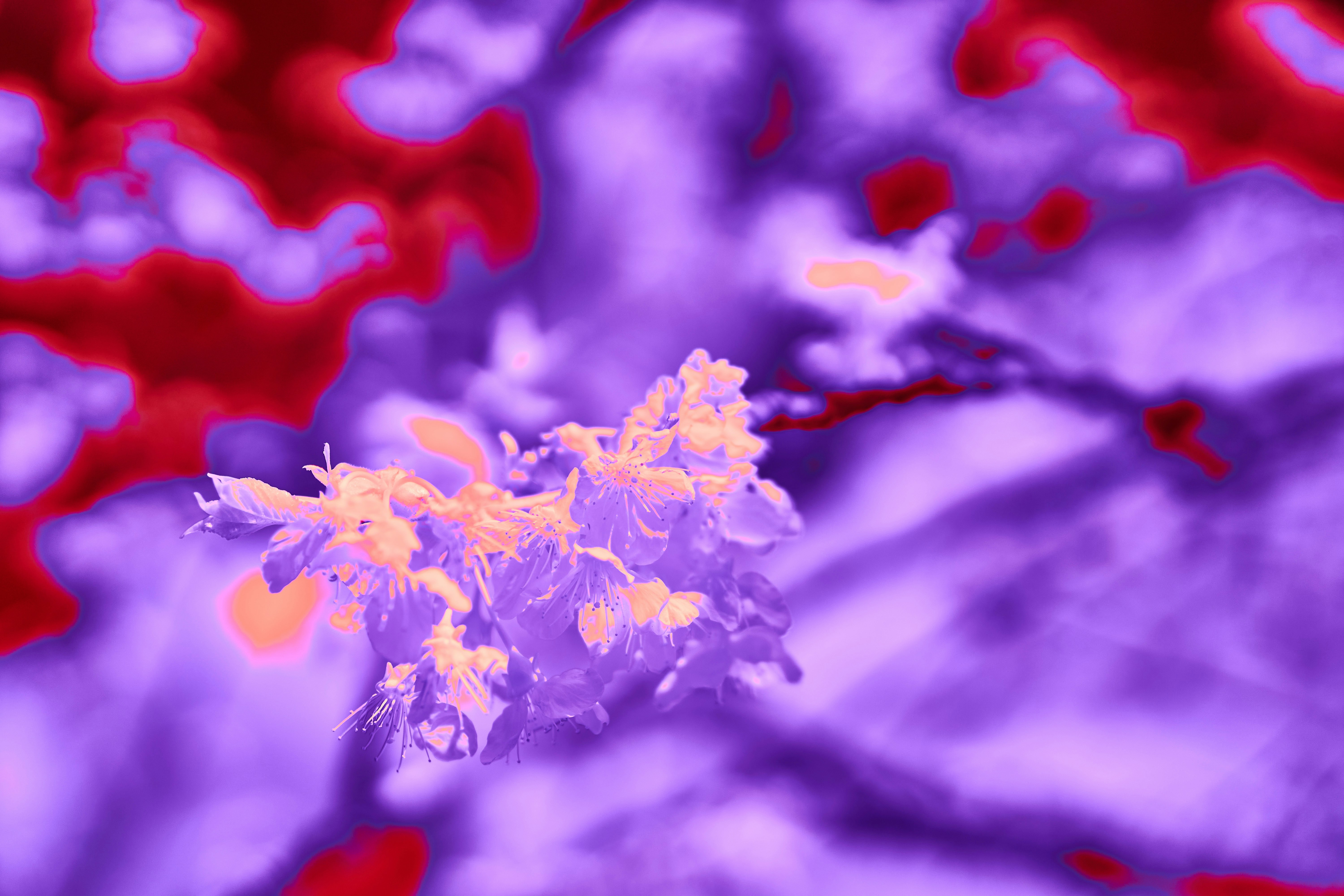 Photo by wolfgang_hasselmann