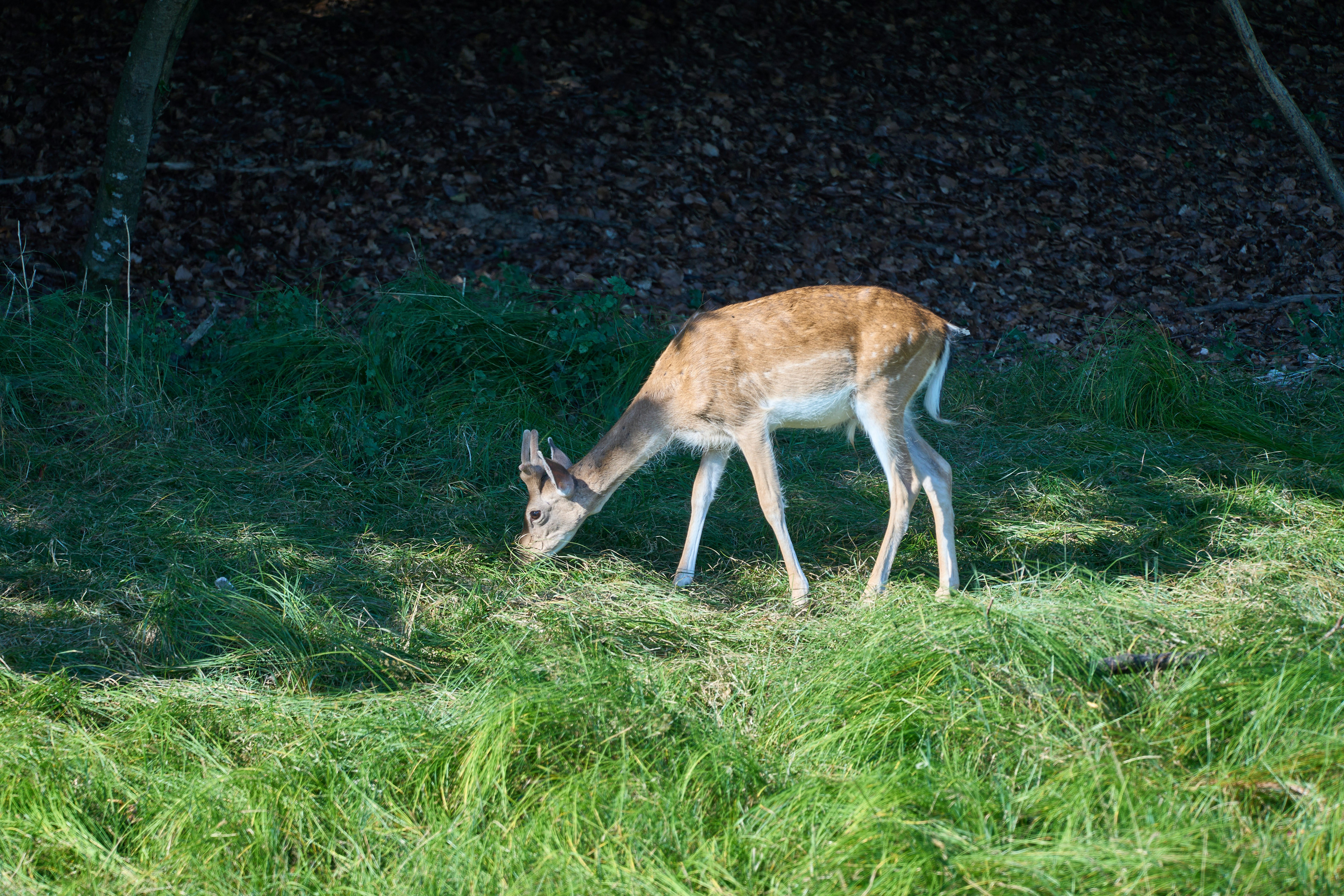 Photo by wolfgang_hasselmann