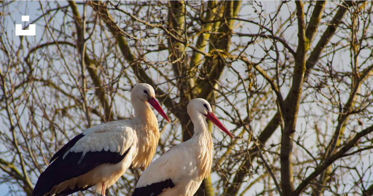 Two storks standing on top of a nest in a tree photo – Free Stork Image ...