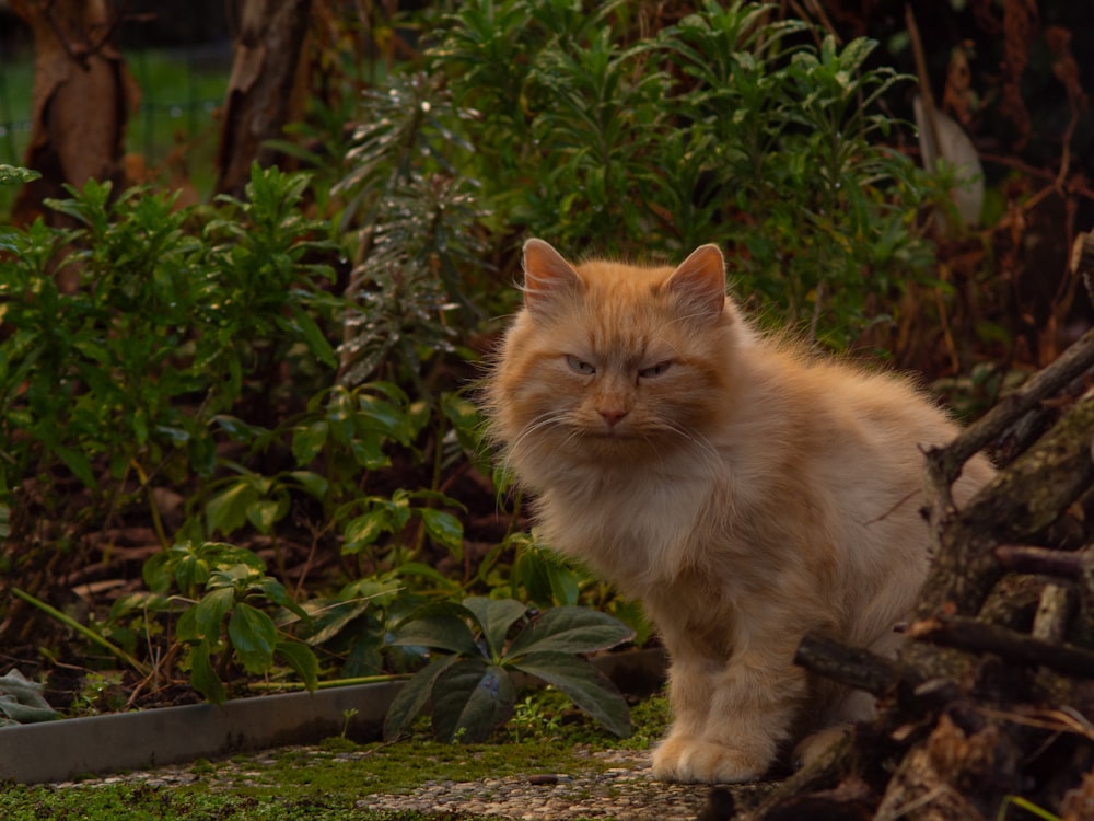 木の山の上に座っているオレンジ色の猫