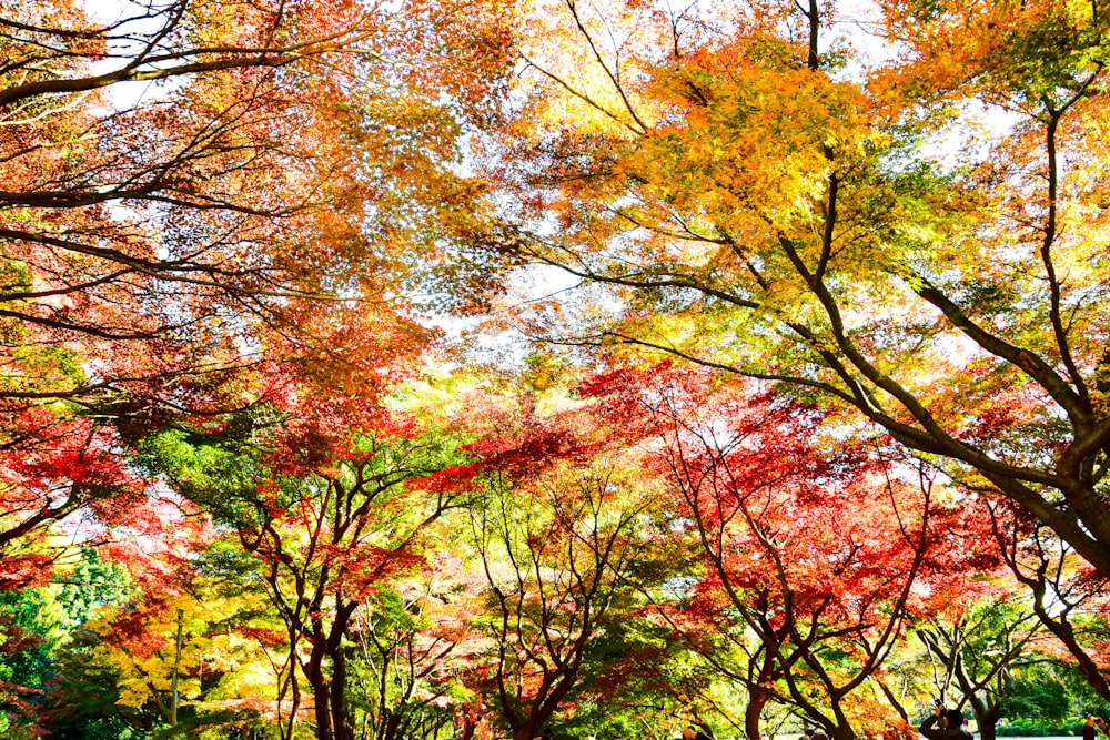 a group of trees that are next to each other