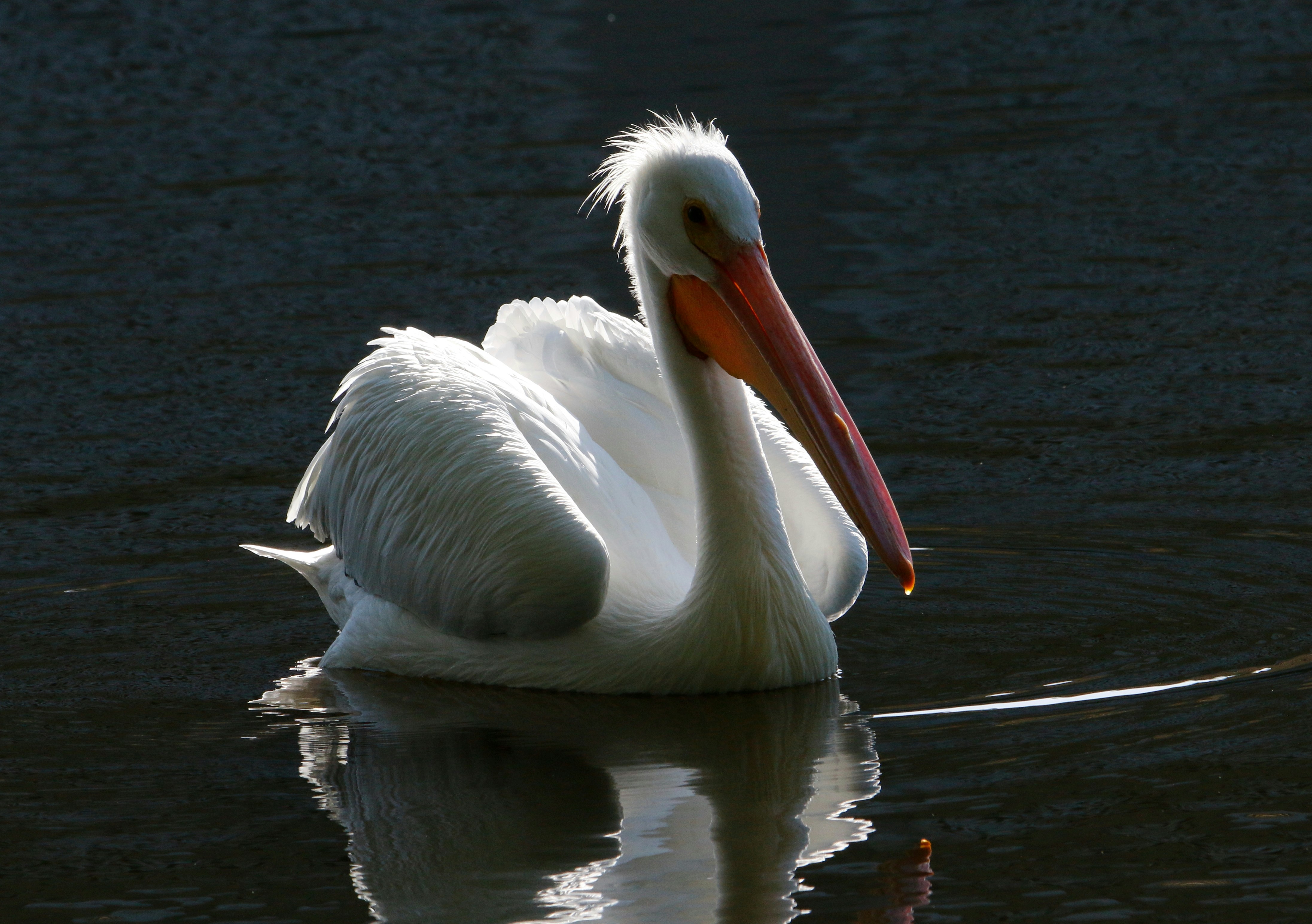 Photo by goldenplover31