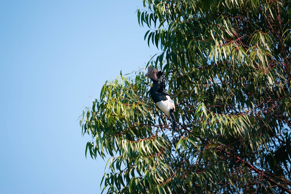 a bird sitting on top of a tree branch