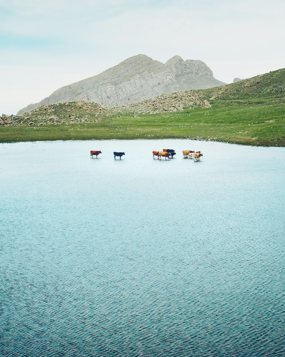 a herd of cattle walking across a large body of water