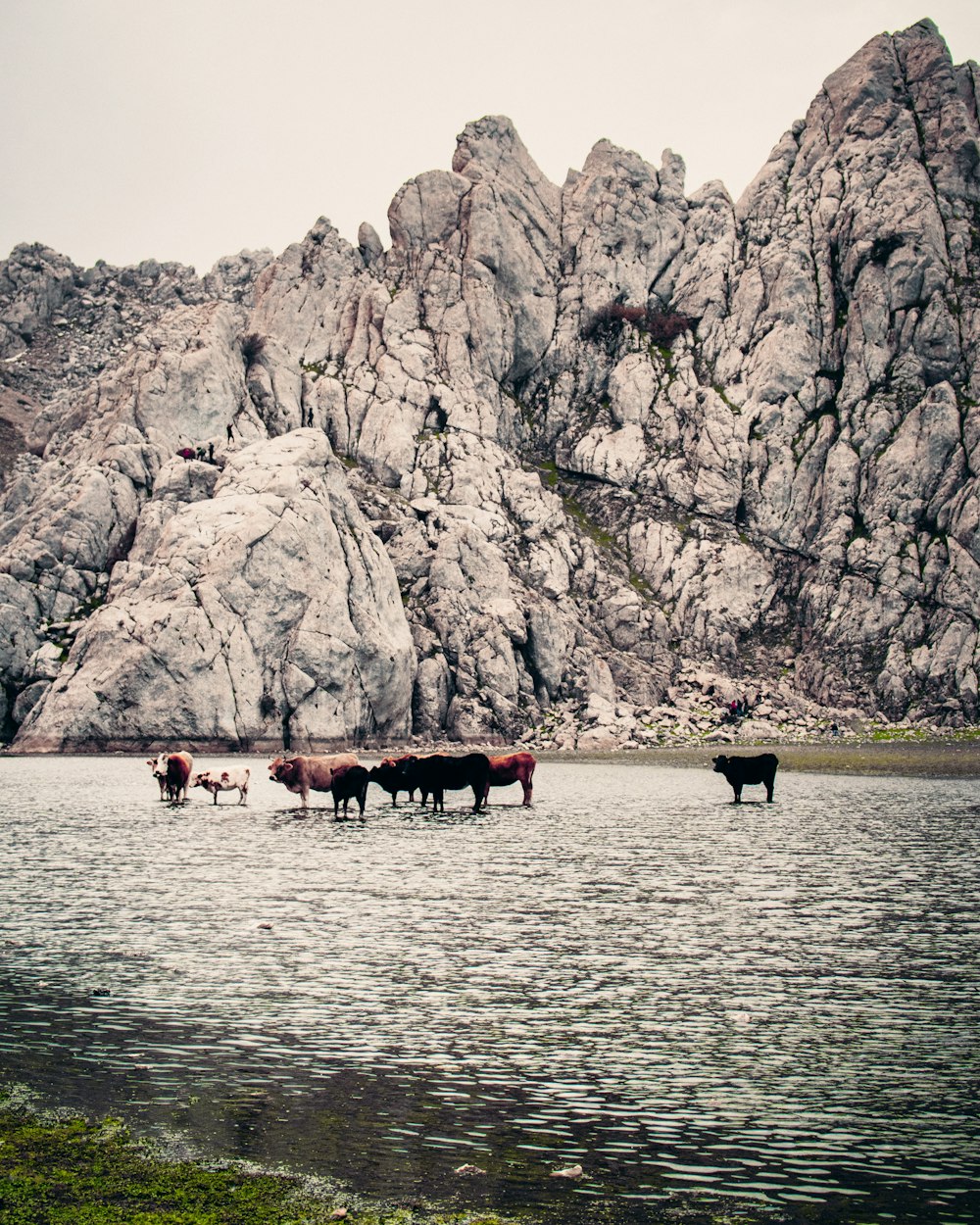 a herd of cattle standing on top of a lake