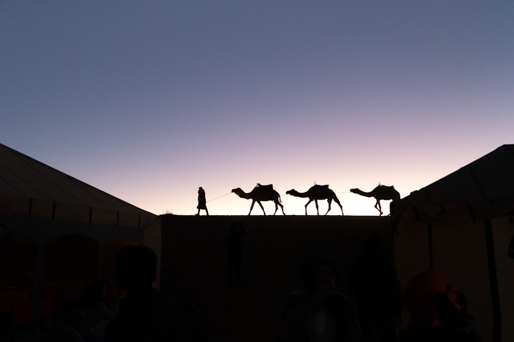 a group of people riding on the backs of camels