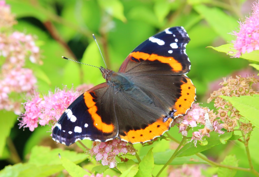 a close up of a butterfly on a flower