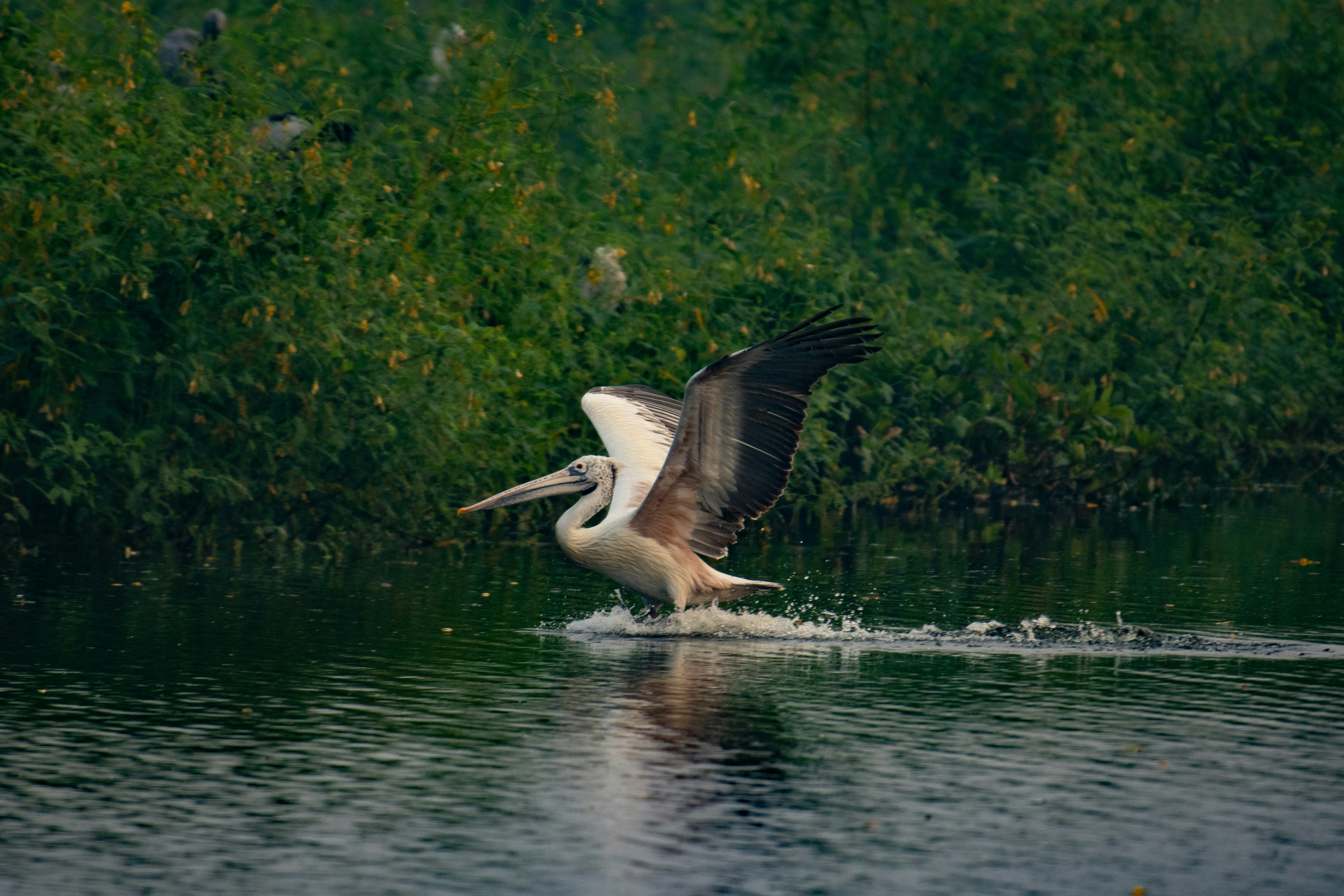 a large bird flying over a body of water