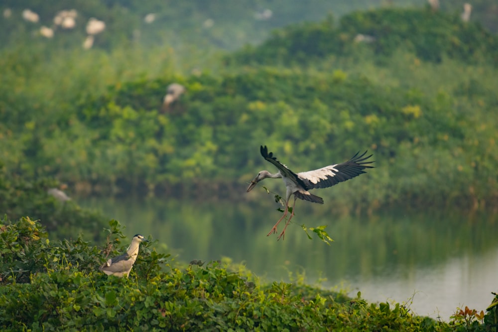 a couple of birds flying over a lush green forest