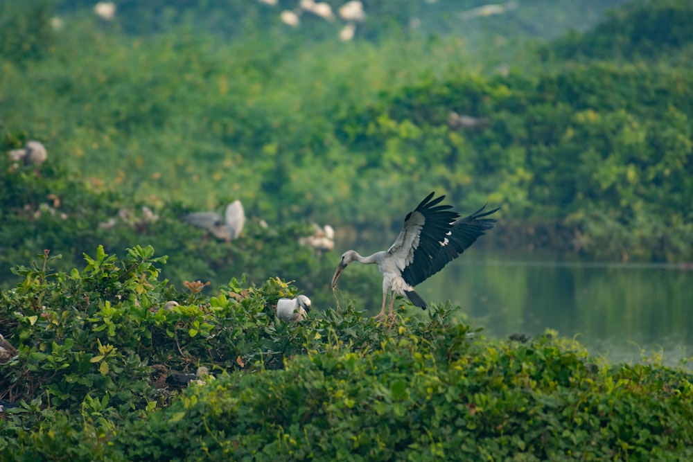 a large bird flying over a lush green forest