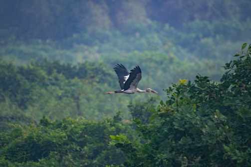 Vol of storks flying over a lush green garden at sunrise.
