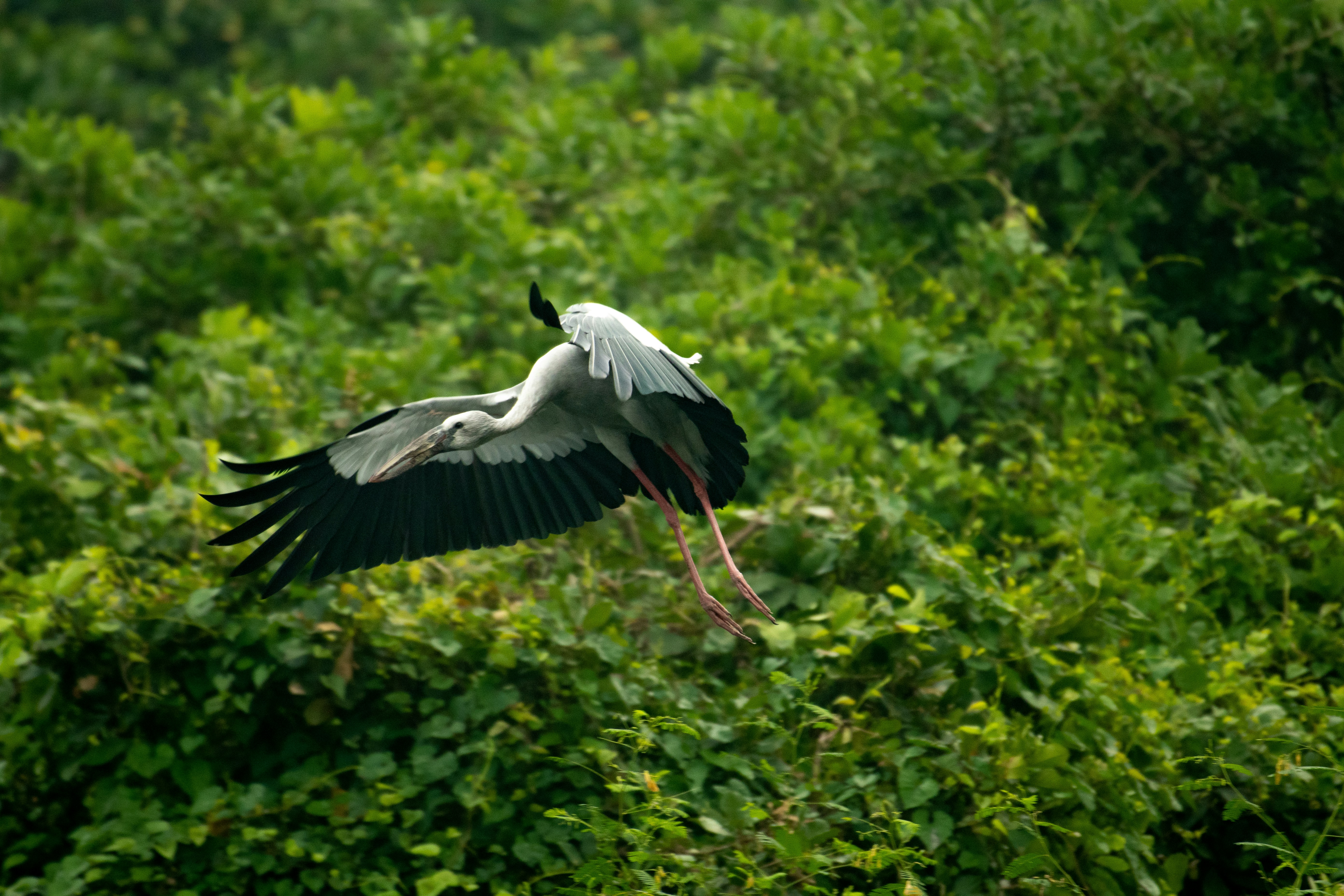 Image credit: Sreenivas via unsplash
Surajpur Bird Sanctuary