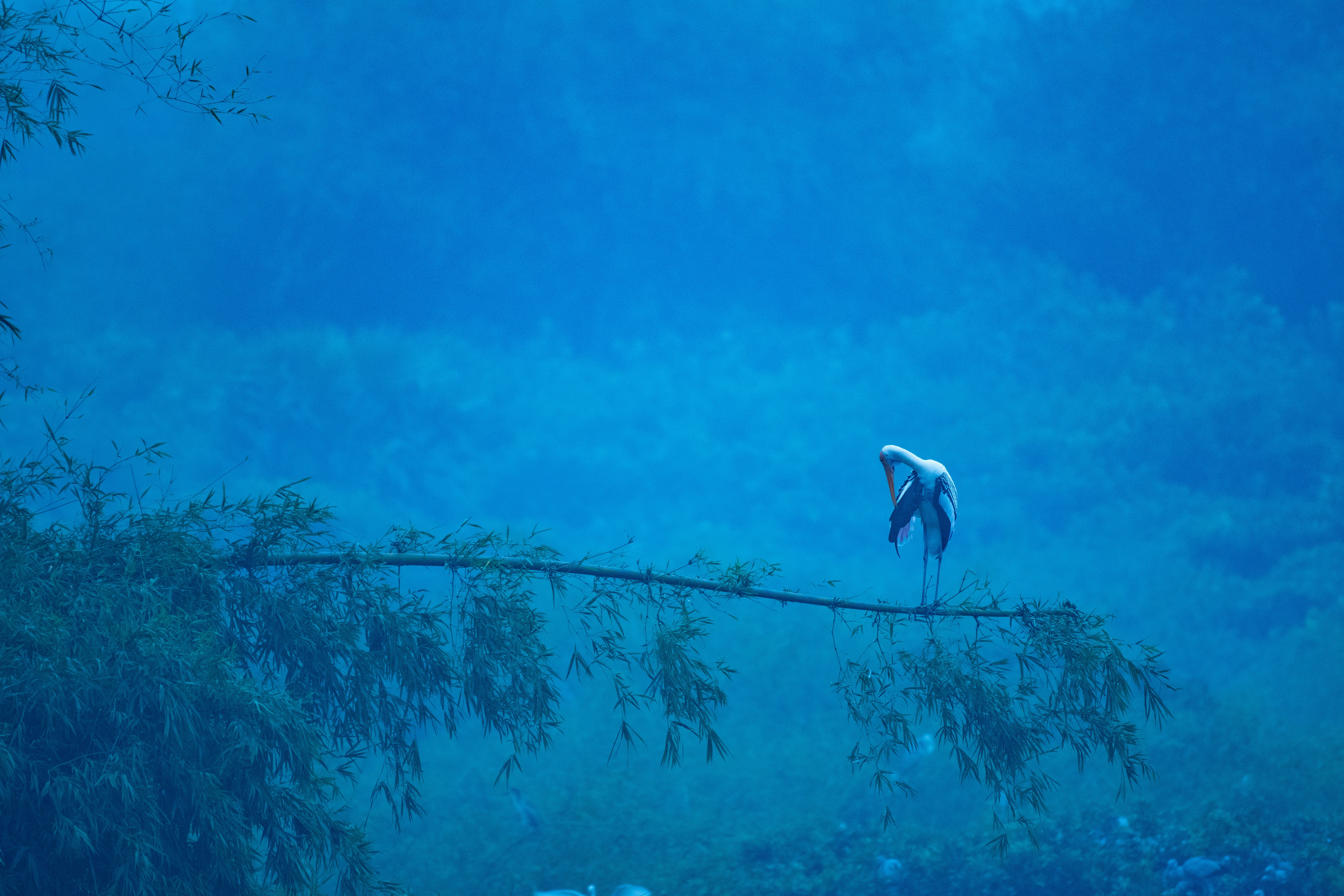 a bird is perched on a tree branch, 