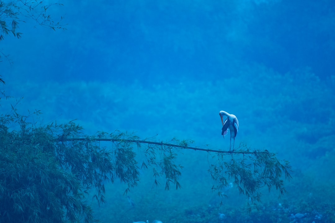 a bird is perched on a tree branch,