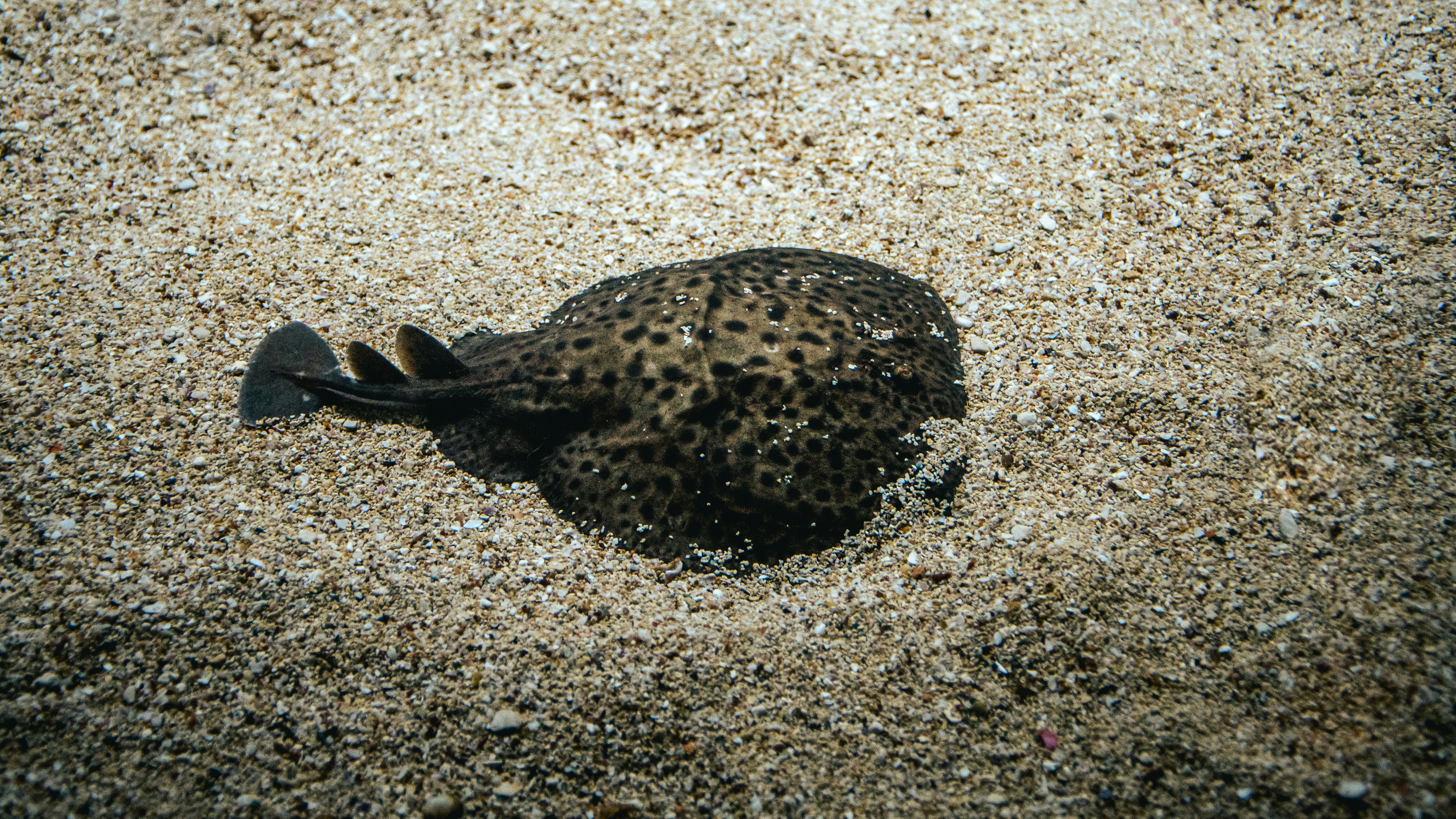 Rank these animals from fastest to slowest top speed — no excuses if you got it wrong!