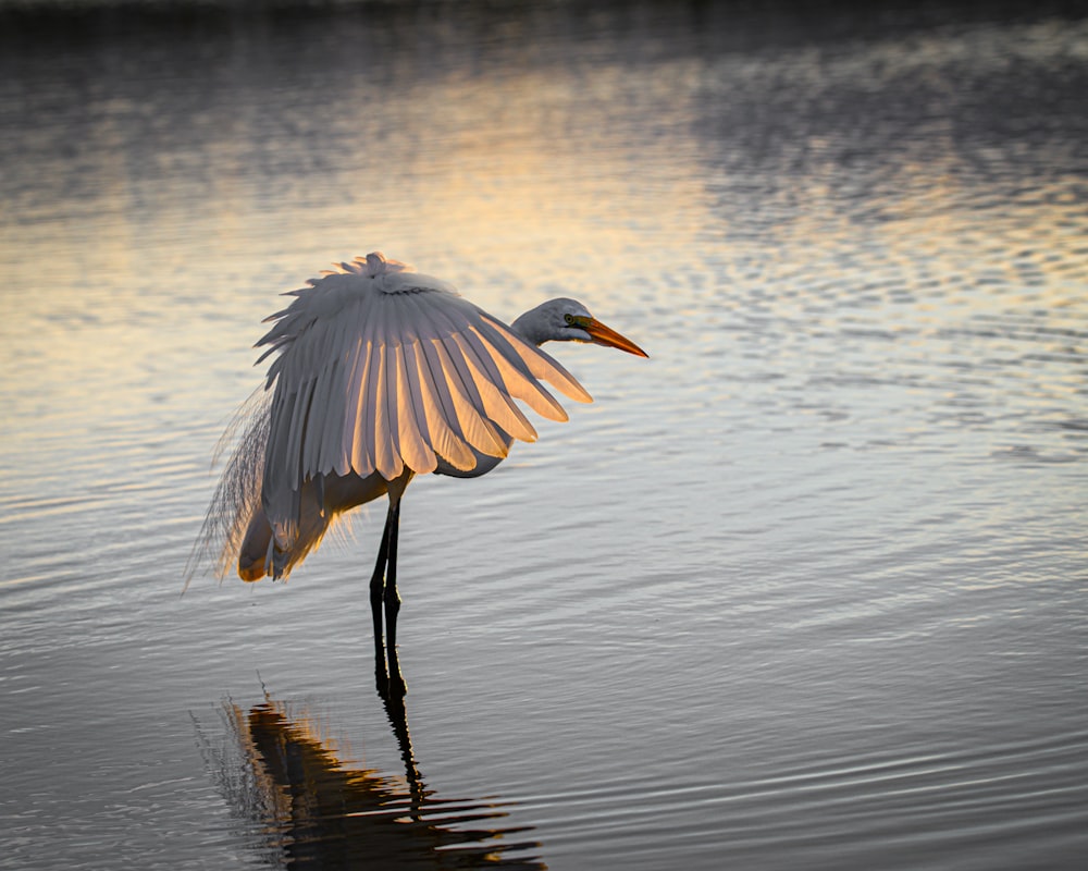 a large white bird standing on top of a body of water