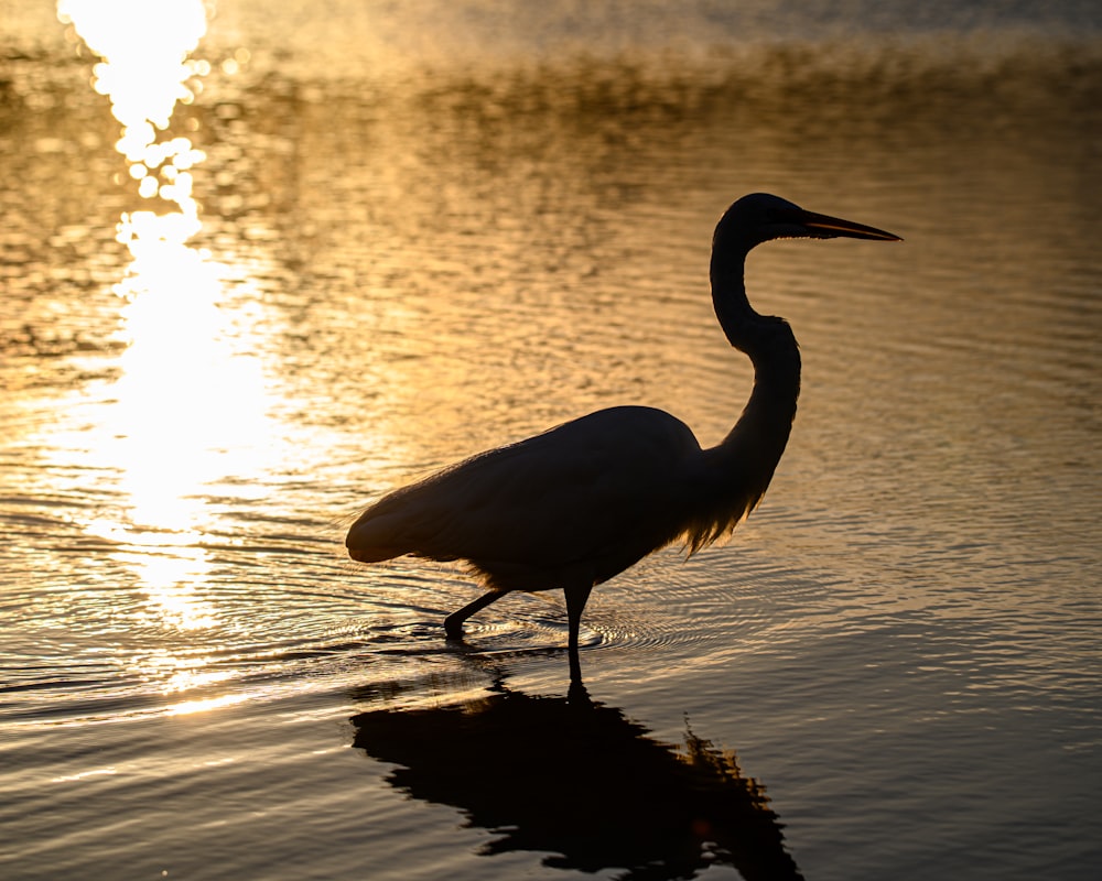 a bird is standing in the water at sunset