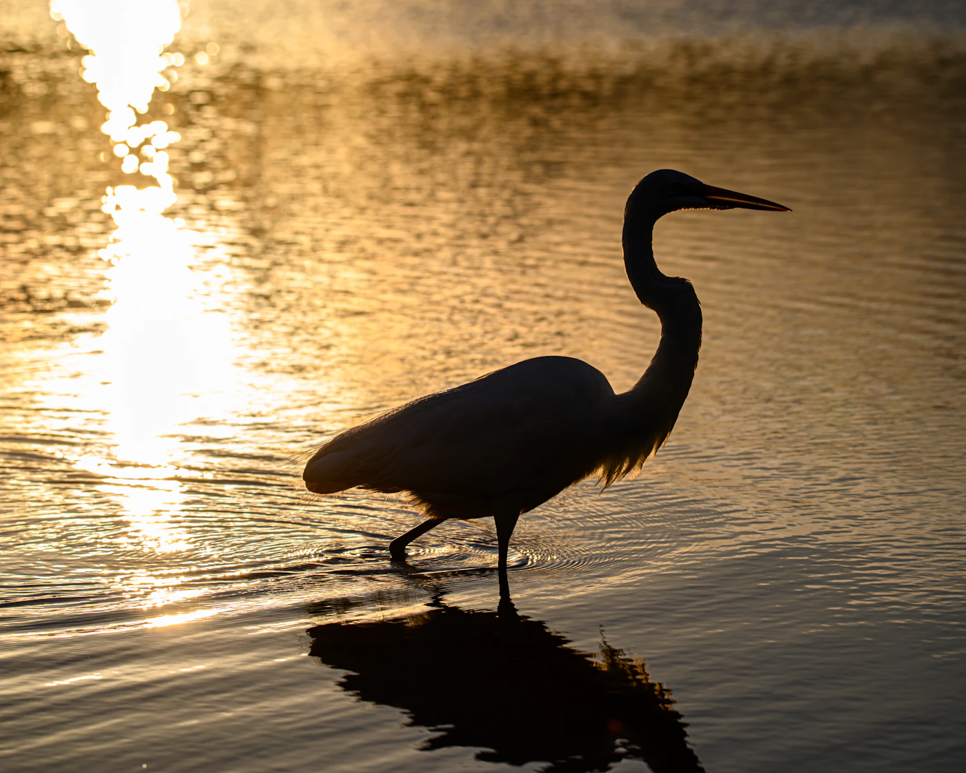 An egret wading at dusk. Wading birds are a common sight along South Florida’s quieter waterways.