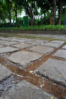 Clean patio stones glistening after a thorough pressure wash, with garden plants in the background.