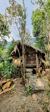 A rustic wooden temazcal hut nestled among lush green mountain trees at sunrise.