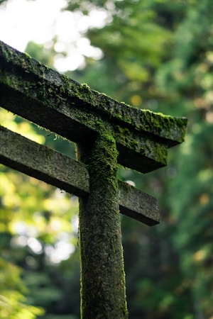 A moss-covered wooden structure stands in a lush, verdant forest. The wooden beams are weathered, showing signs of age, with vibrant green moss clinging to the surfaces. The background is filled with soft-focus greenery, suggesting a natural and serene environment.