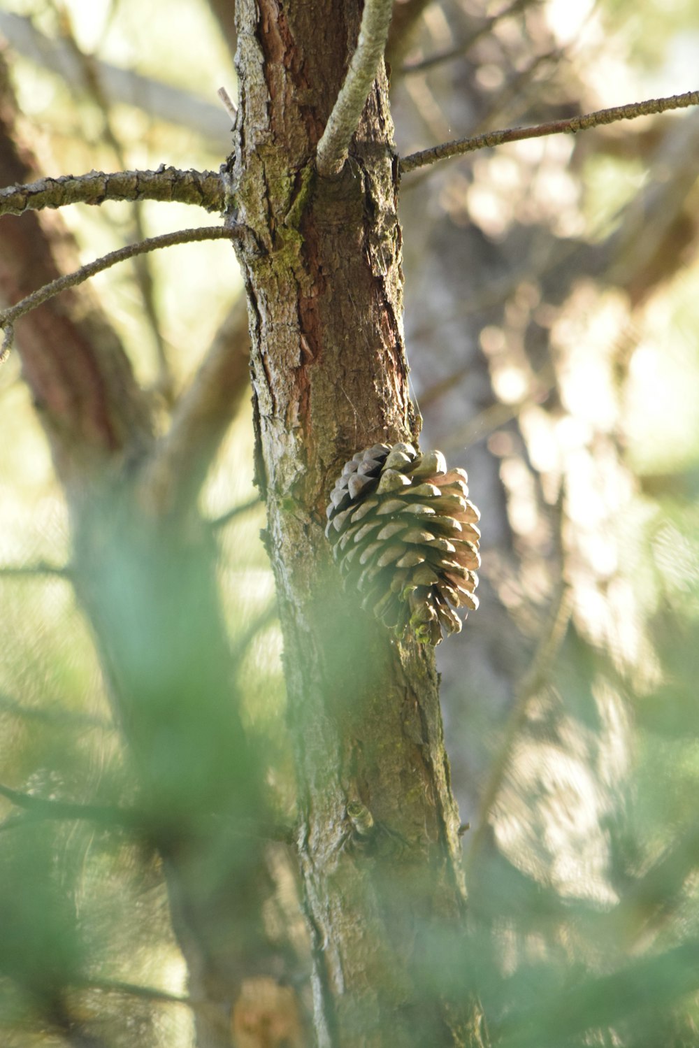 a pine cone on a tree in a forest