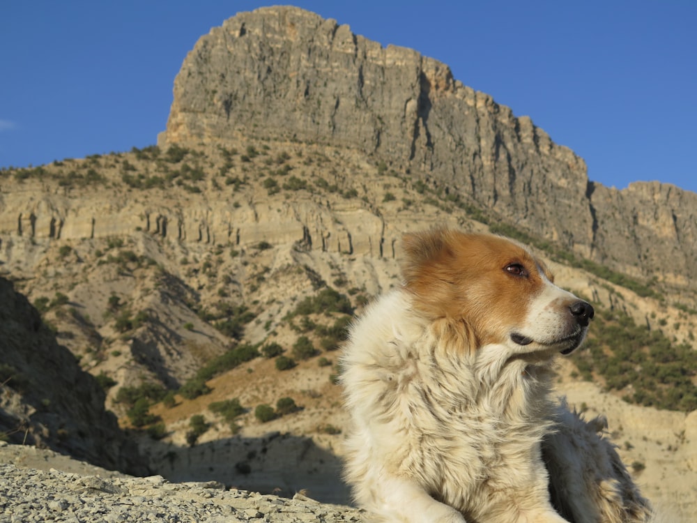 a brown and white dog sitting on top of a rock