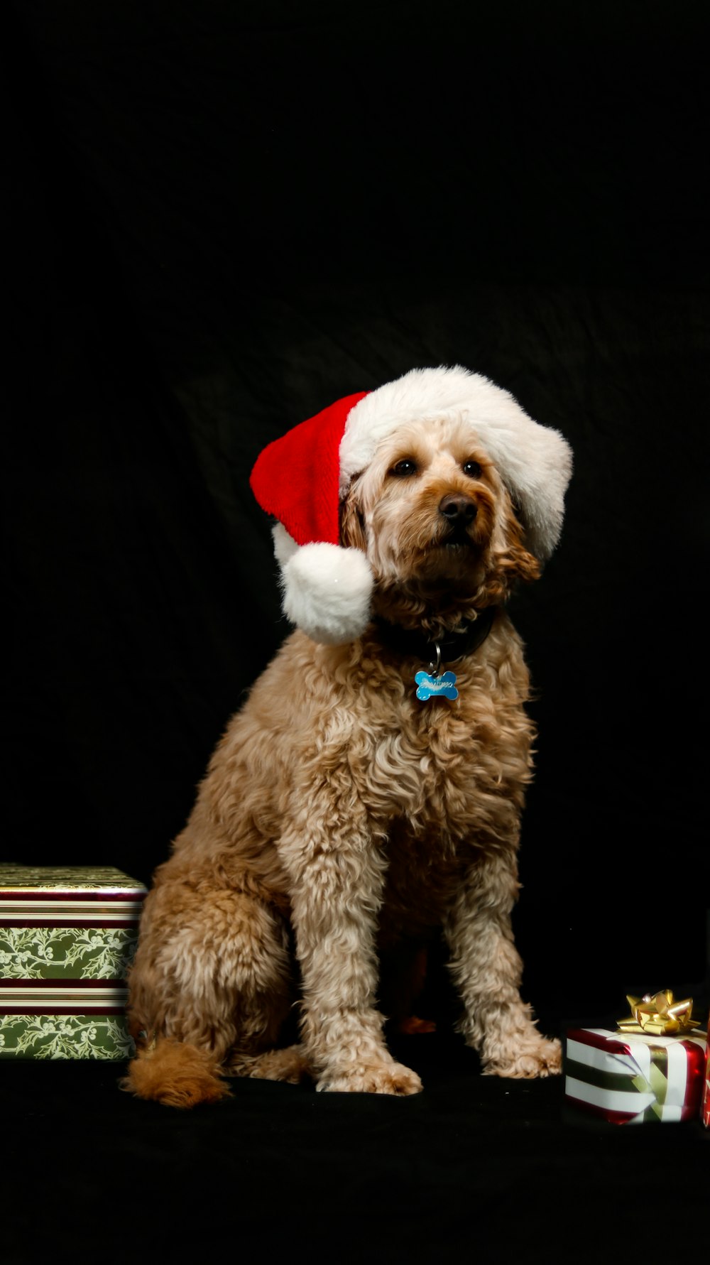a brown dog wearing a santa hat sitting next to presents