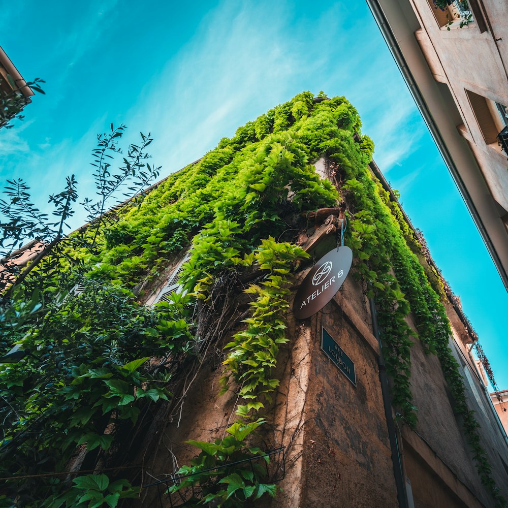 a building covered in vines and vines under a blue sky