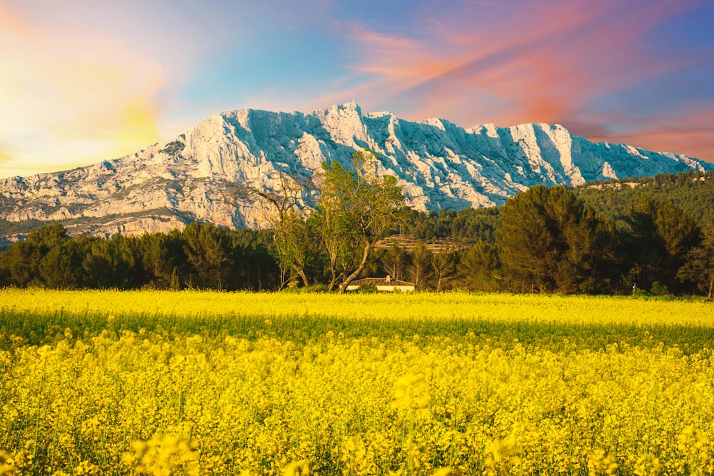 a field of yellow flowers with a mountain in the background