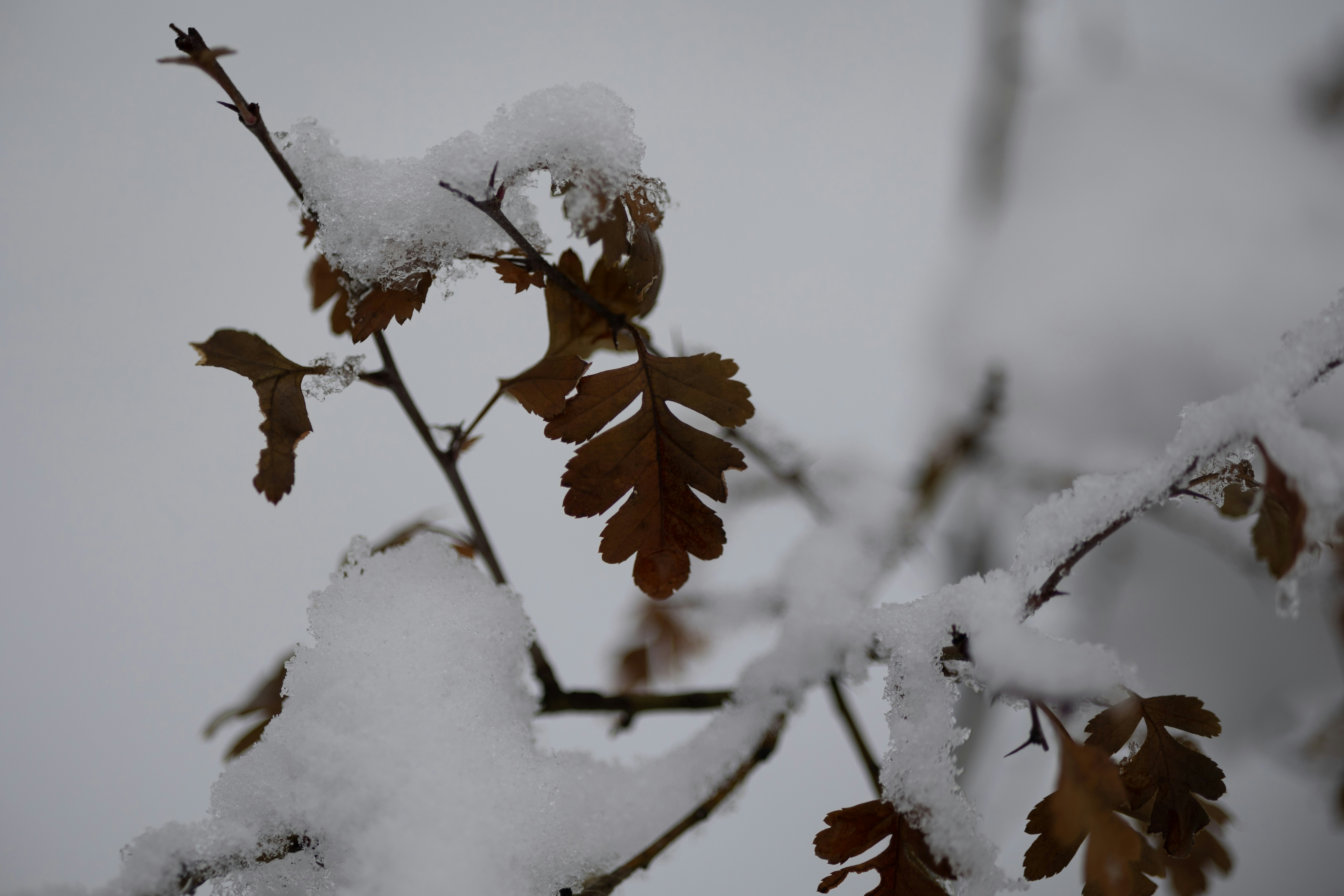 Photo by joshua_hoehne